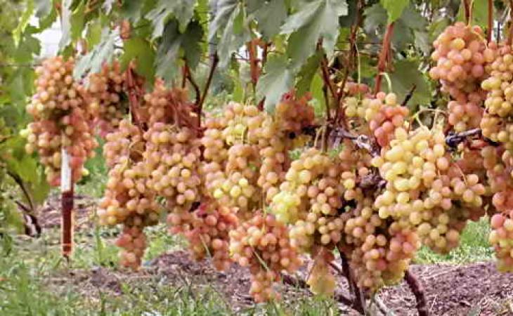 Горошение винограда причины